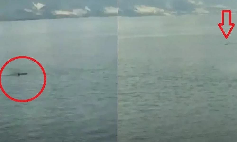 Κροκόδειλος κυνηγάει ανυποψίαστο κολυμβητή στη θάλασσα